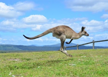 kangaroo nhay 650