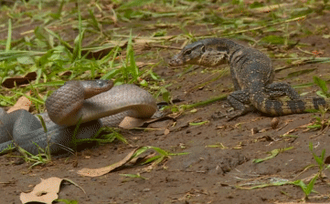 The snake lunges to attack the monitor lizard.