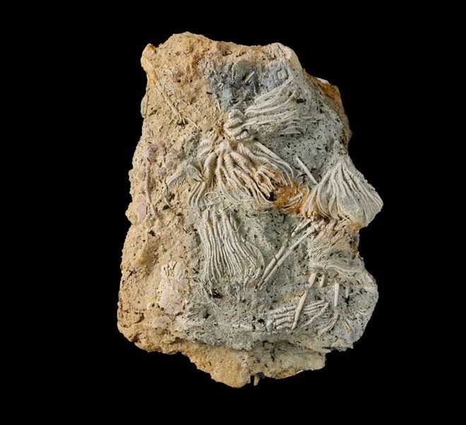A large fossil slab of ancient organisms from the Jurassic period.