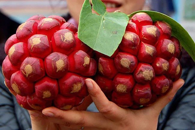 Wild custard apple