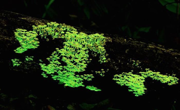 Some species of mushrooms glow to attract predators.