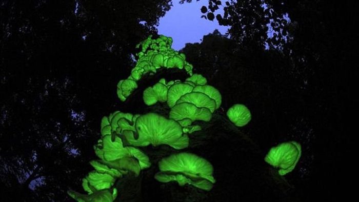 In Vietnam, bioluminescent mushrooms can be found in many regions across the country.