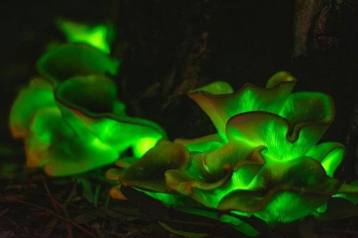 Mushrooms appear often during the rainy months and emit a strong light.
