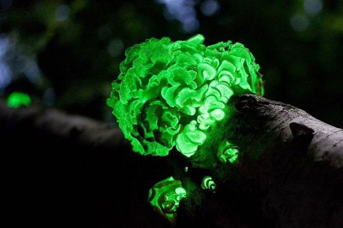 Bioluminescent mushrooms are of interest, partly related to medicine, especially in the field of cancer.