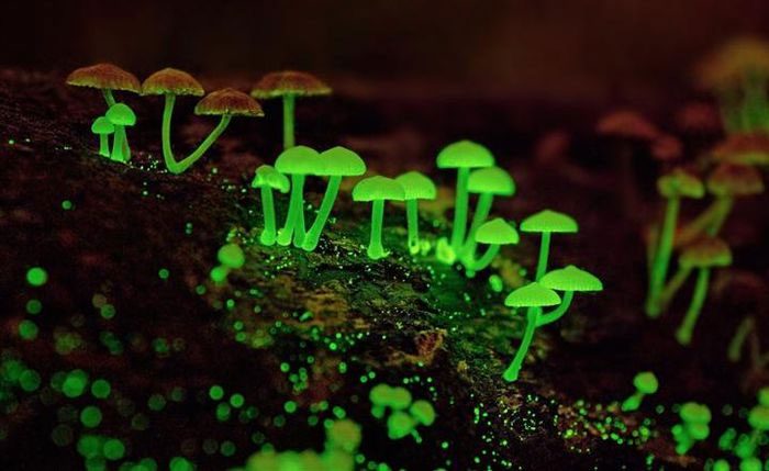 There are about 65 species of mushrooms that can glow in nature.