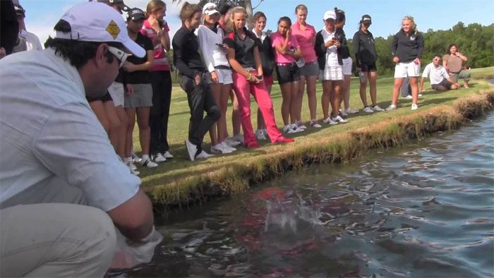 Tourists and golfers feeding bull sharks.