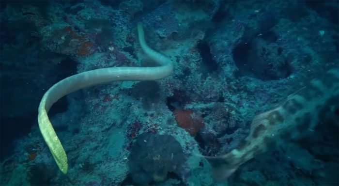 Olive Sea Snake