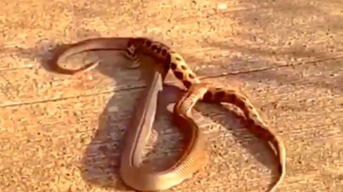 Russell's viper battles a cobra.