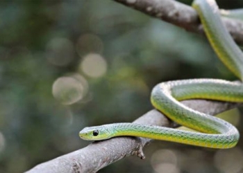 ran luc Boomslang 650