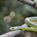 ran luc Boomslang 650