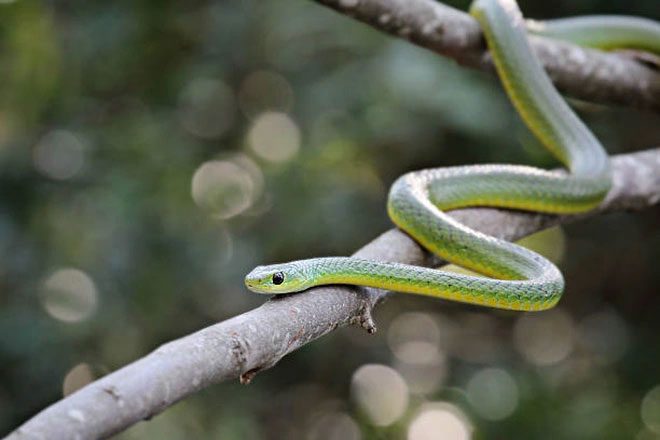 Boomslang Snake