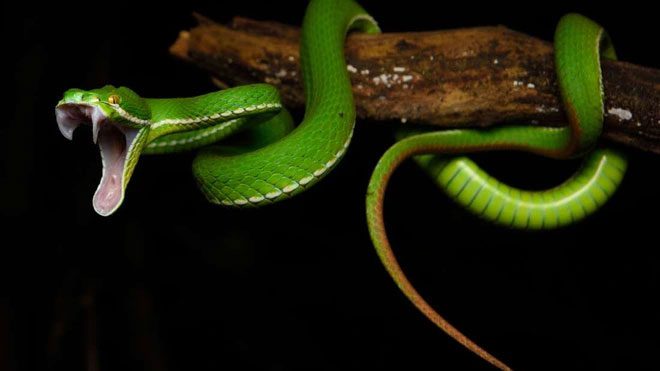 Snakes have evolved fangs multiple times