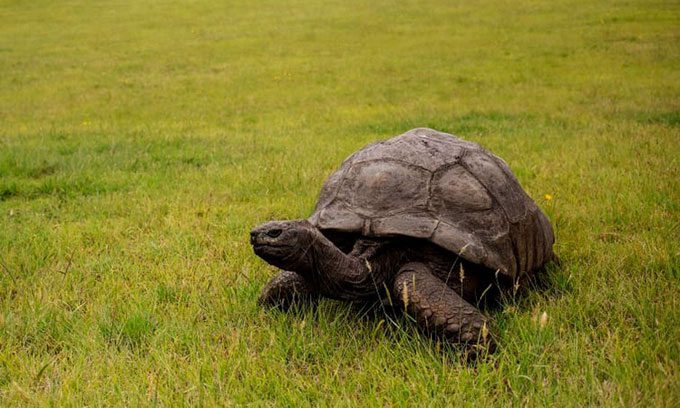 Jonathan the giant tortoise is now the oldest living terrestrial animal.
