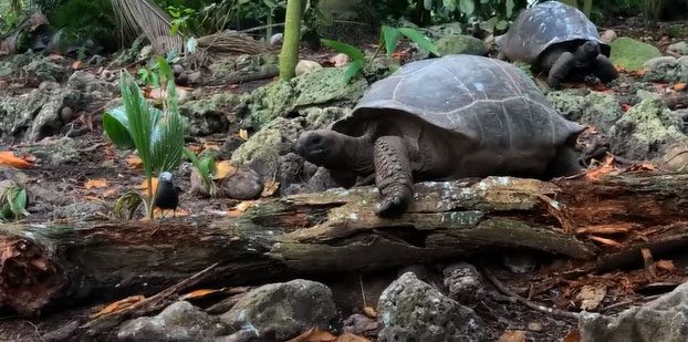 The giant tortoise attacks the seabird, killing and consuming its prey.