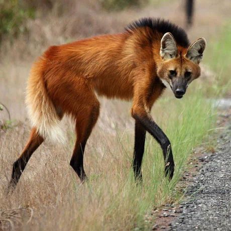 Maned wolves are a species belonging to the dog family