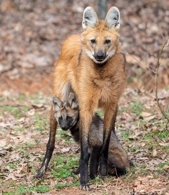 They resemble a large fox with slightly reddish fur.