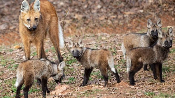 Despite being called a wolf, it is not actually a wolf.