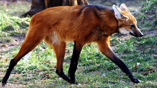 Maned wolves are often described as a red fox on stilts due to their color and appearance.