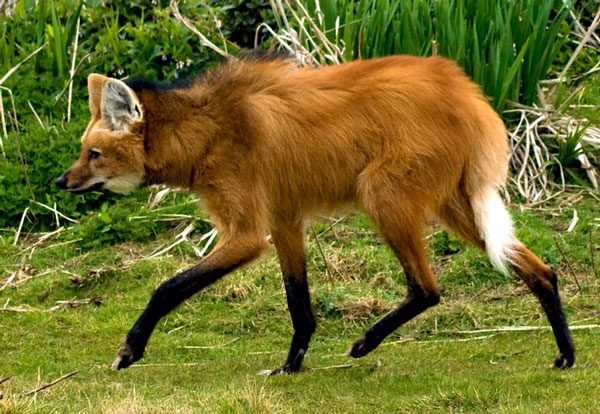 Maned wolves are the largest wild dogs on our planet.