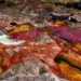 song Cano Cristales 650