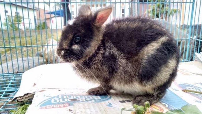 The rarest rabbit in the world.