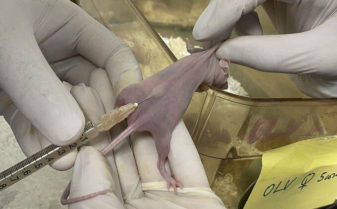 Injecting ovarian cancer cells to create tumors in experimental mice.