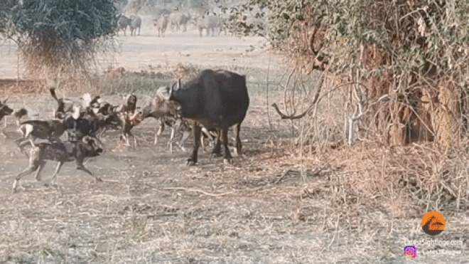 The buffalo fell into a passive position as it was surrounded by about 15 wild dogs.
