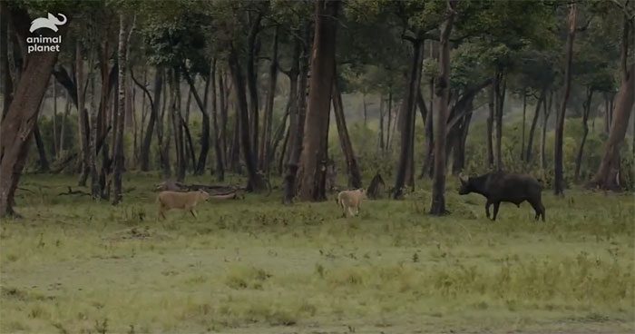 The lion rallied its pride and they attacked a wildebeest.