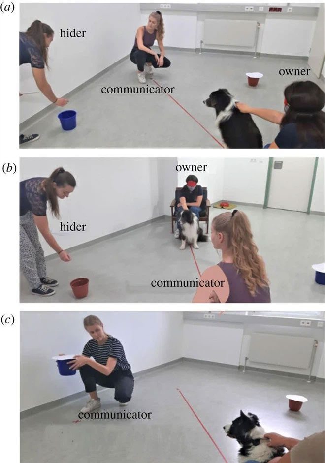 Experimental image showing the dog, the communicator, and the person hiding the food.