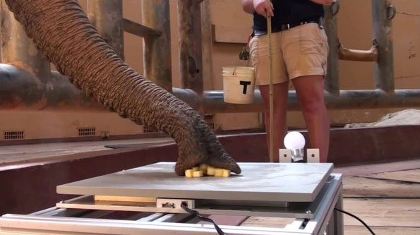 Elephants can suck in food 30 times faster than a human sneezes.