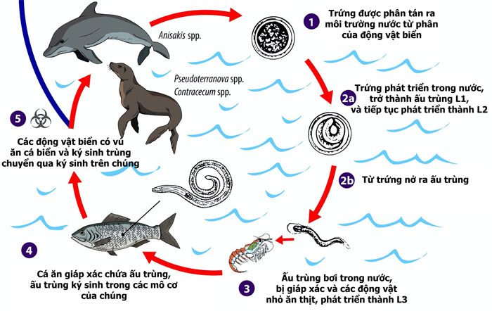 Life Cycle of Anisakis