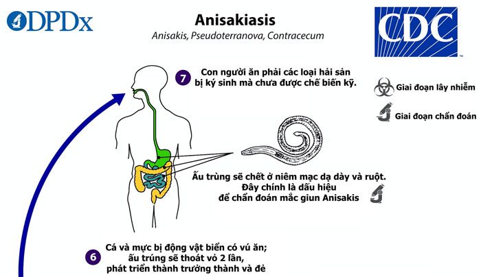 vong doi cua anisakis