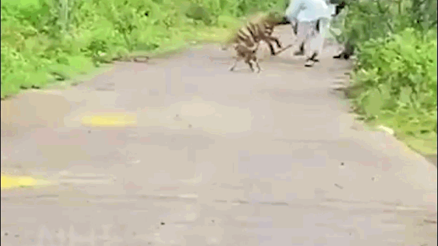 Hyena attacks man