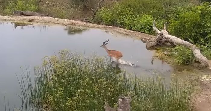 Jumping into the lake was the antelope's poor decision that led to its capture.