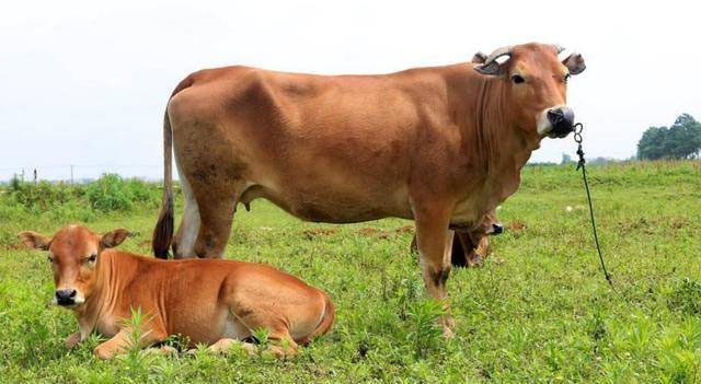 Cows are widely used for labor and food...