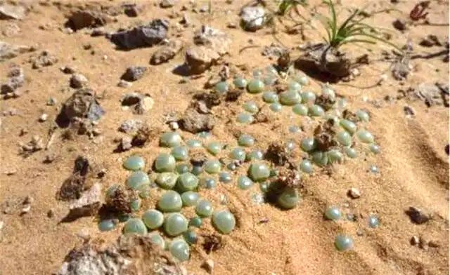 Looks like emeralds but they are not.