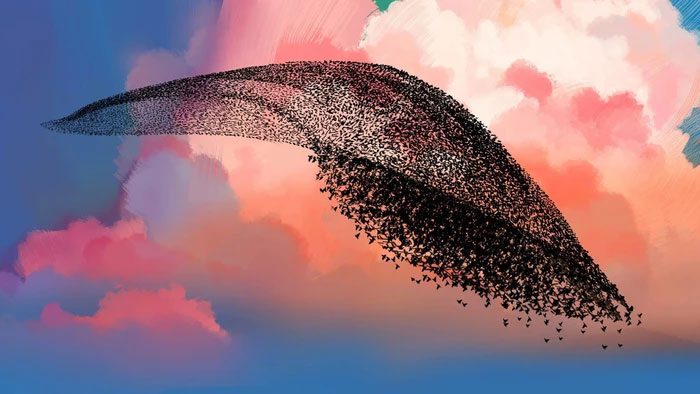 Starlings often fly in large flocks.