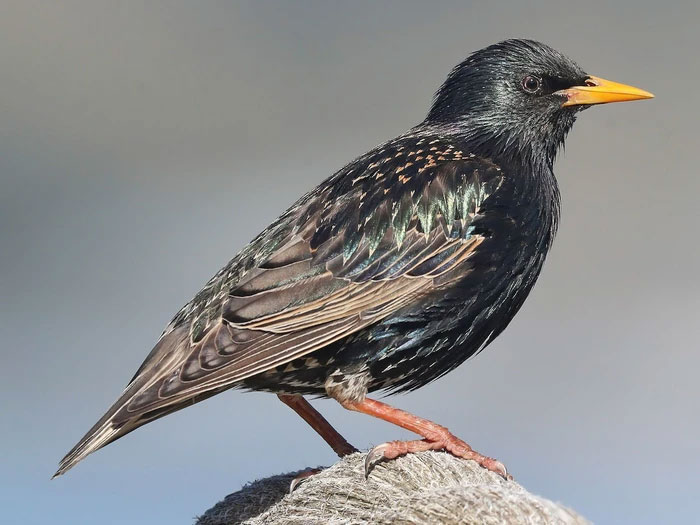 European Starling becomes an invasive bird in the US.