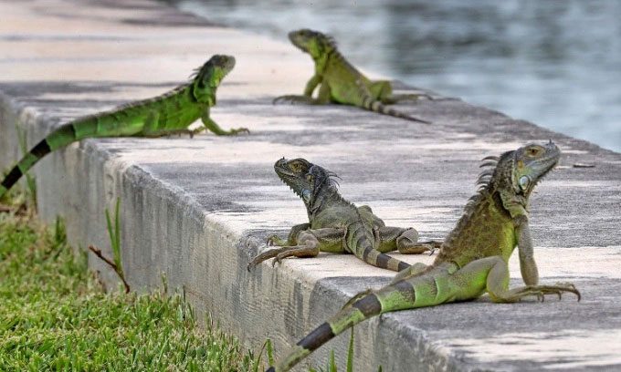 Green Iguana is an invasive species in Florida (US).