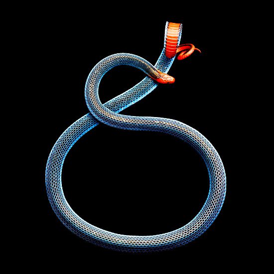 The Malaysian Blue Coral Snake (Calliophis bivirgatus or Maticora bivirgata) is a member of the highly venomous Elapid family, first discovered in 1827.