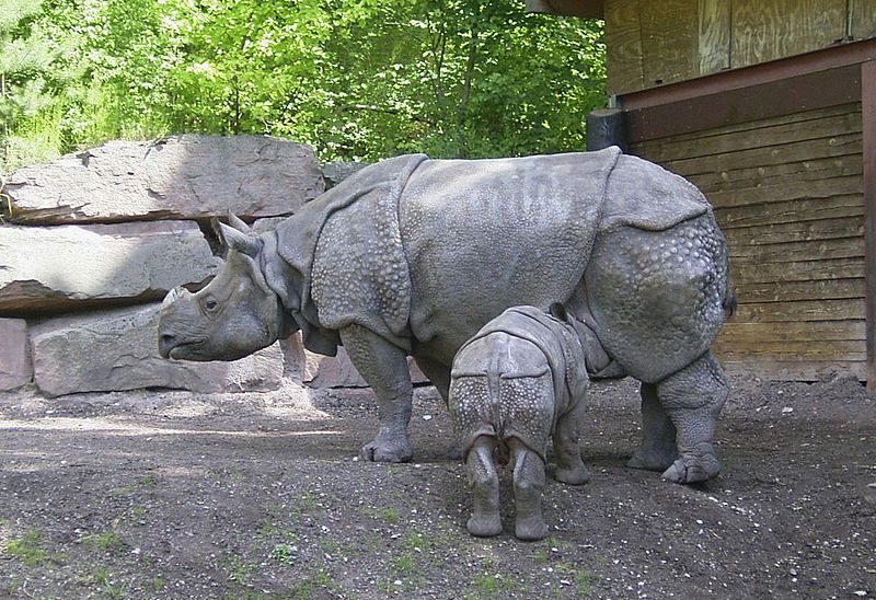 Javan Rhino