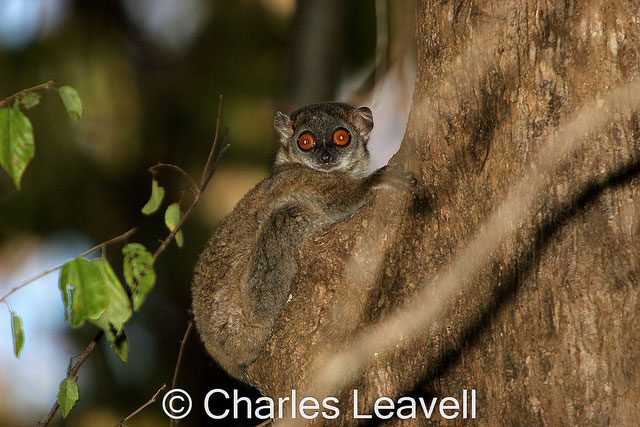 Northern Sportive Lemur