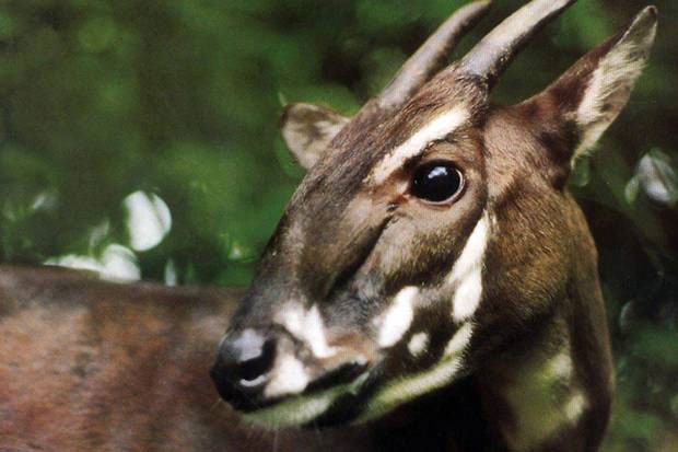 Top Critically Endangered Animals