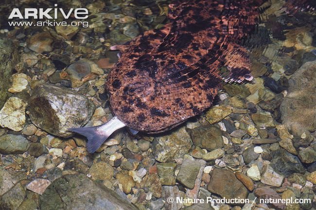 Top Critically Endangered Animals