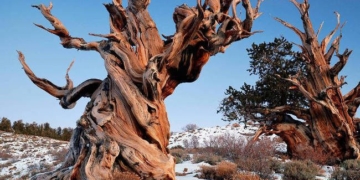 10 immortal plants that outlive human civilization 72340