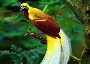 10 most beautiful birds in the world 25279