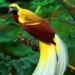 10 most beautiful birds in the world 25279