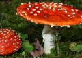 10 most dangerous poisons in the world 70621