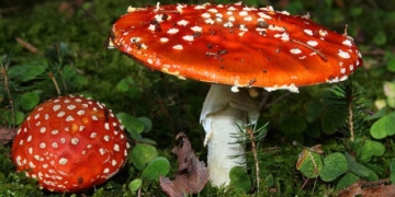 10 most dangerous poisons in the world 70621