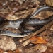 10 rarest snakes on earth that are about to go extinct 56067